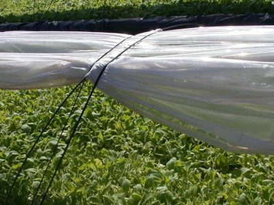 Rio Grande do Sul encerra safra de tabaco 2025/2026 com 286.603 toneladas e redução de 5,5% em relação ao ano passado