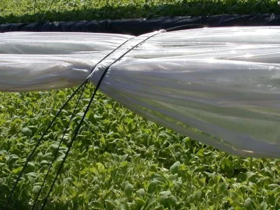 Rio Grande do Sul encerra safra de tabaco 2025/2026 com 286.603 toneladas e redução de 5,5% em relação ao ano passado