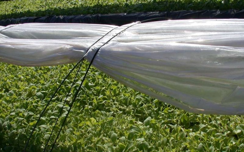 Rio Grande do Sul encerra safra de tabaco 2025/2026 com 286.603 toneladas e redução de 5,5% em relação ao ano passado