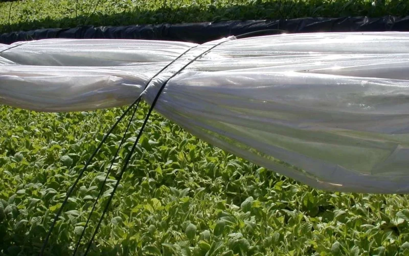 Rio Grande do Sul encerra safra de tabaco 2025/2026 com 286.603 toneladas e redução de 5,5% em relação ao ano passado