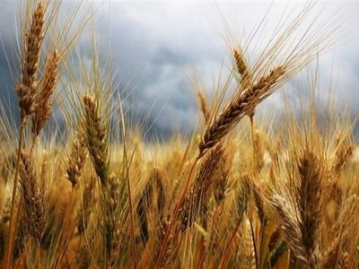 Preços de trigo se mantêm firmes no Sul do Brasil, mas negócios seguem restritos e qualidade preocupa