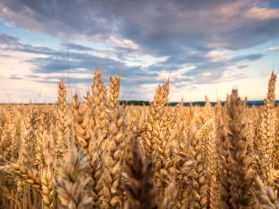 Chuvas antecipam safra 2026/27, mas excesso de umidade preocupa produtores de trigo no Sul