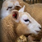 EXPOMERCO 2026 em Chapecó deve gerar R$ 15 milhões em negócios e atrair 40 mil visitantes