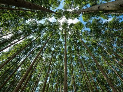 Fepam concede licença prévia ao Projeto Natureza da CMPC em Santa Catarina, que visa produção de 2,5 milhões de toneladas de celulose anuais