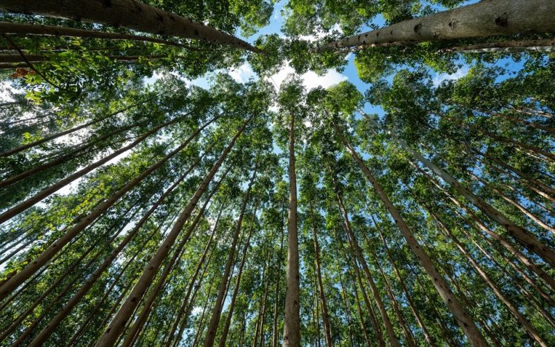 Fepam concede licença prévia ao Projeto Natureza da CMPC em Santa Catarina, que visa produção de 2,5 milhões de toneladas de celulose anuais