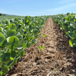 Chuvas comprometem a qualidade do trigo no Sul e favorecem plantio da soja em Mato Grosso, aponta Conab
