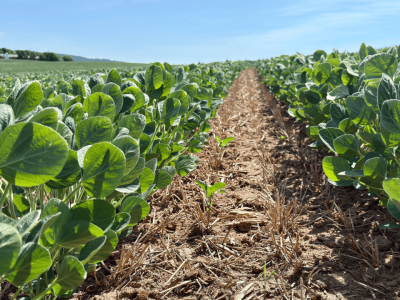 Chuvas comprometem a qualidade do trigo no Sul e favorecem plantio da soja em Mato Grosso, aponta Conab