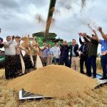 Cruz Alta marca abertura da colheita de trigo no Rio Grande do Sul, destacando a importância da triticultura para a economia regional