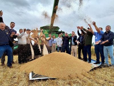 Cruz Alta marca abertura da colheita de trigo no Rio Grande do Sul, destacando a importância da triticultura para a economia regional