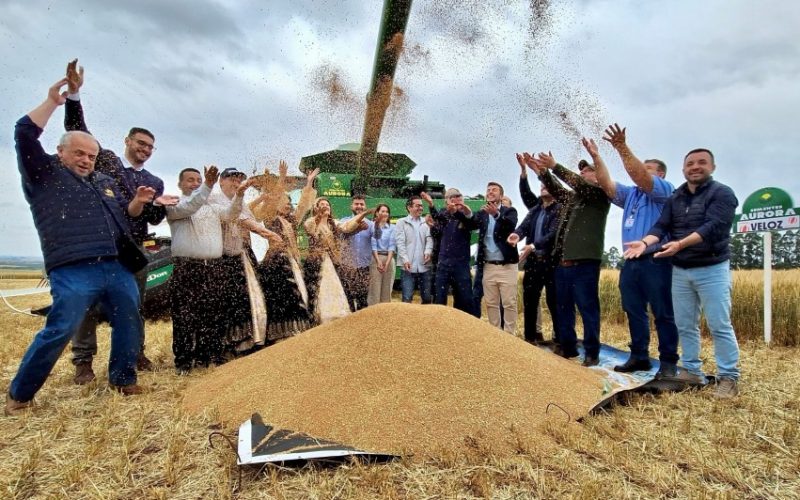 Cruz Alta marca abertura da colheita de trigo no Rio Grande do Sul, destacando a importância da triticultura para a economia regional