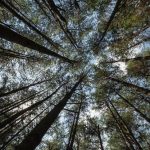 Pinus alcança 120 anos no Brasil e vê produtividade média de 31,1 m³ por hectare a cada ano