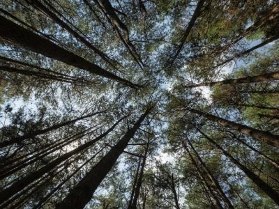Pinus alcança 120 anos no Brasil e vê produtividade média de 31,1 m³ por hectare a cada ano