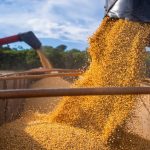 Soja apresenta alta no Rio Grande do Sul e Paraná, enquanto Chicago registra queda e Mato Grosso enfrenta desvalorização