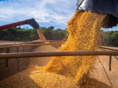 Soja apresenta alta no Rio Grande do Sul e Paraná, enquanto Chicago registra queda e Mato Grosso enfrenta desvalorização