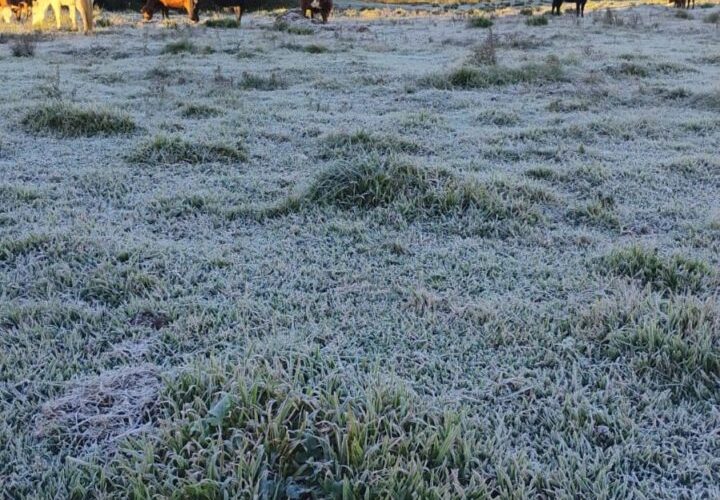 Nova massa de ar frio pode trazer geada e temperaturas próximas de 0°C na Serra Gaúcha entre domingo e terça-feira