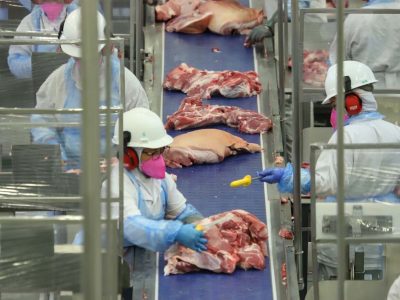 Coopavel lança Projeto 35 para aumentar produtividade da suinocultura em Cascavel, Paraná, com meta de 35 leitões desmamados por matriz até 2031