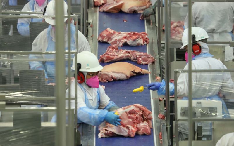 Coopavel lança Projeto 35 para aumentar produtividade da suinocultura em Cascavel, Paraná, com meta de 35 leitões desmamados por matriz até 2031