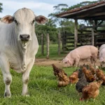 Boi gordo sobe e carcaça suína acumula alta de 23% em outubro; frango registra queda em São Paulo